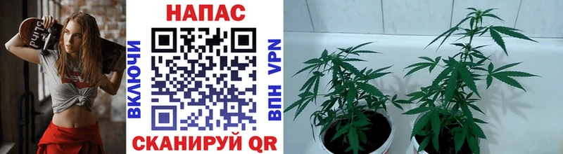 МАРИХУАНА OG Kush  Онега 